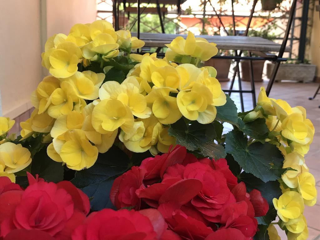 Lady Rose Bed & Breakfast Pisa Exterior photo